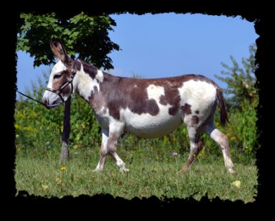 Miniature donkey, Malina